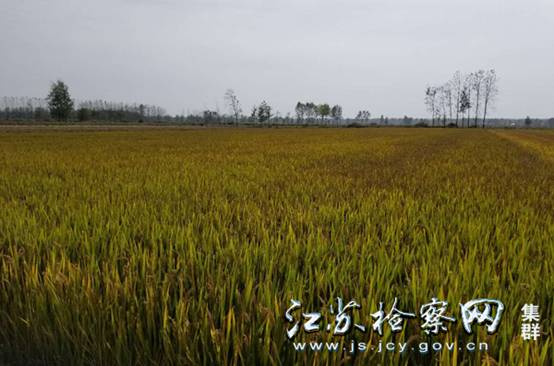 09--受损农田经过土壤改良后，栽种的水稻长势喜人.jpg