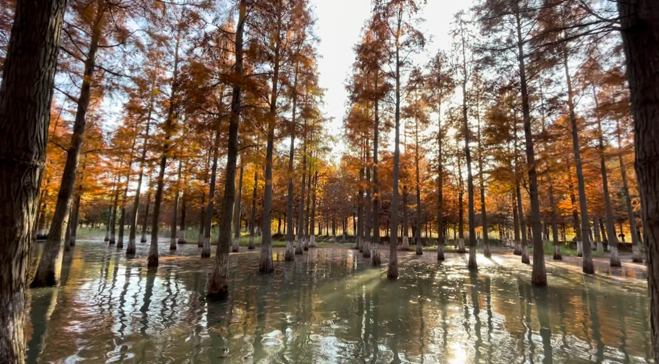 水杉林染橙红，水光潋滟映树影，秋光在此处编织出诗意的秘境。（泗洪县检察院余文悦）.jpg